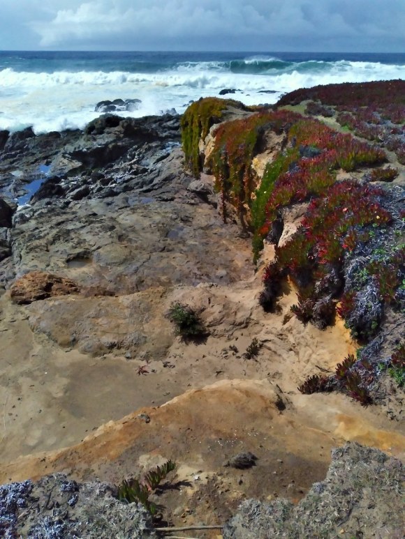 wp323 02 ice plants draped over cliff 20210319 1200