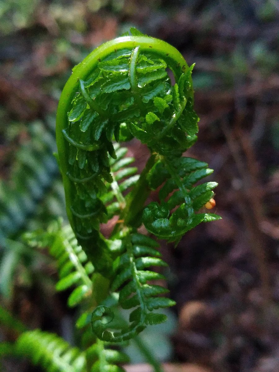 wp324 09 curled young fern 20210323 1200