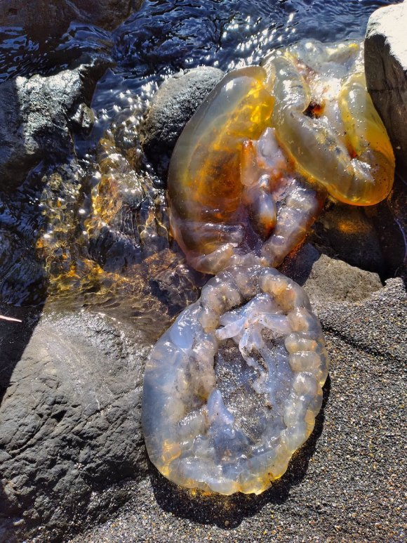 wp353 14 jellies in river 20211117 1200