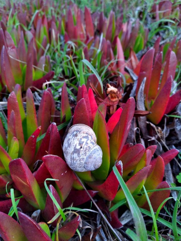 wp354 01 snail w red ice plant 20211116 1200