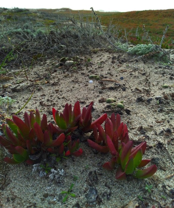 wp354 12 red ice plant 20211116 1200