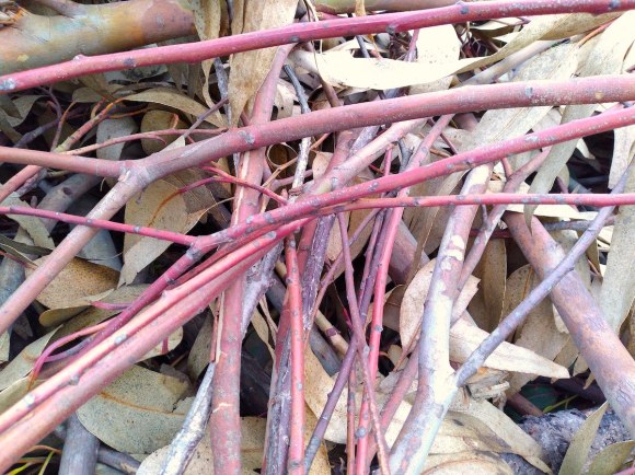 wp355 05 red twigs 20211116 1200