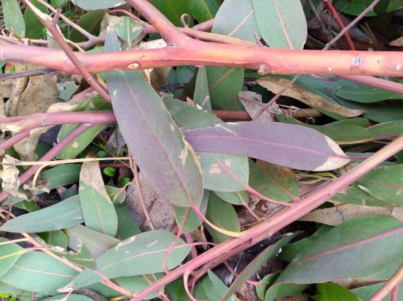 wp355 06 eucalyptus leaves 20211116 1200
