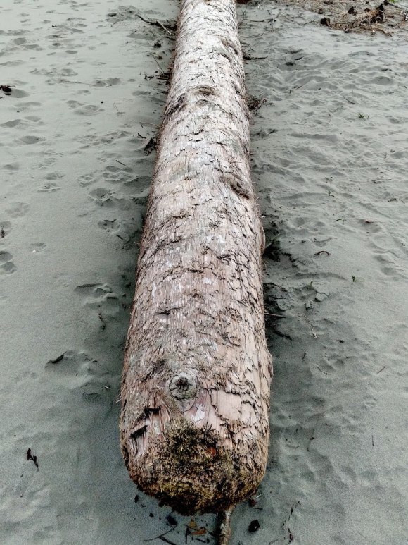wp361 09 beached log mendo 20220102 1200