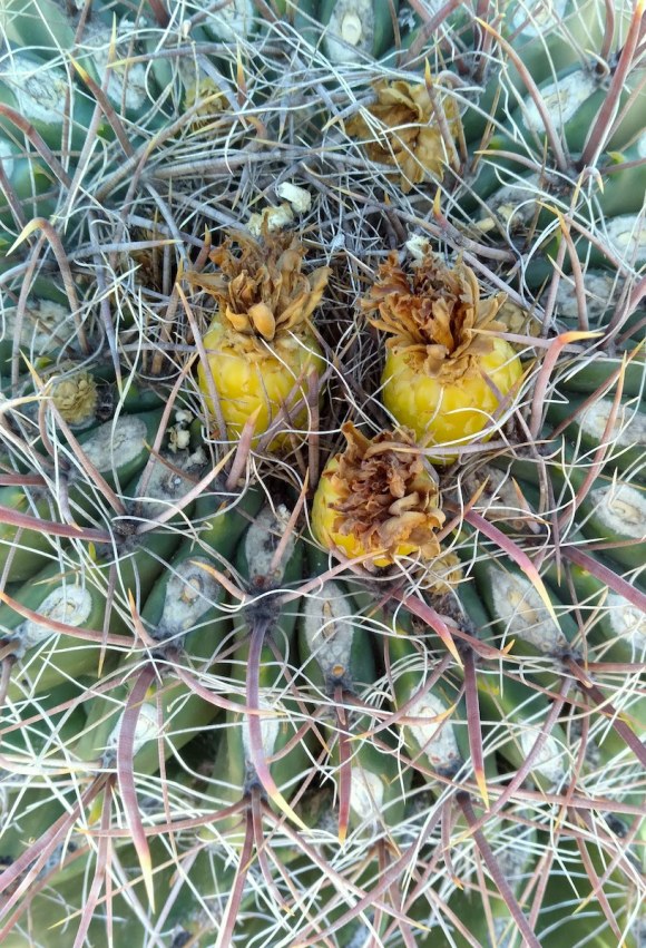 wp366 09 SNP yellow cactus fruit 20220128 1200