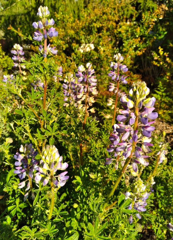 wp375 07 lupines 20220412 copy