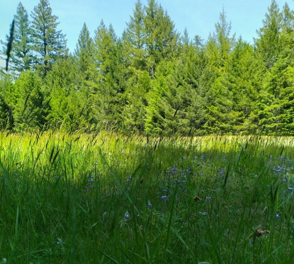 wp383 02 meadow w pine 20220518 1200