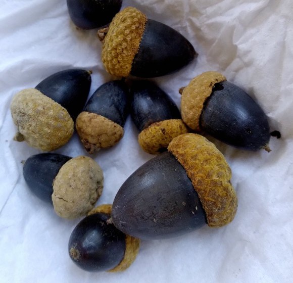 wp402 05 Hedge Creek Falls black acorns 20221005 1200