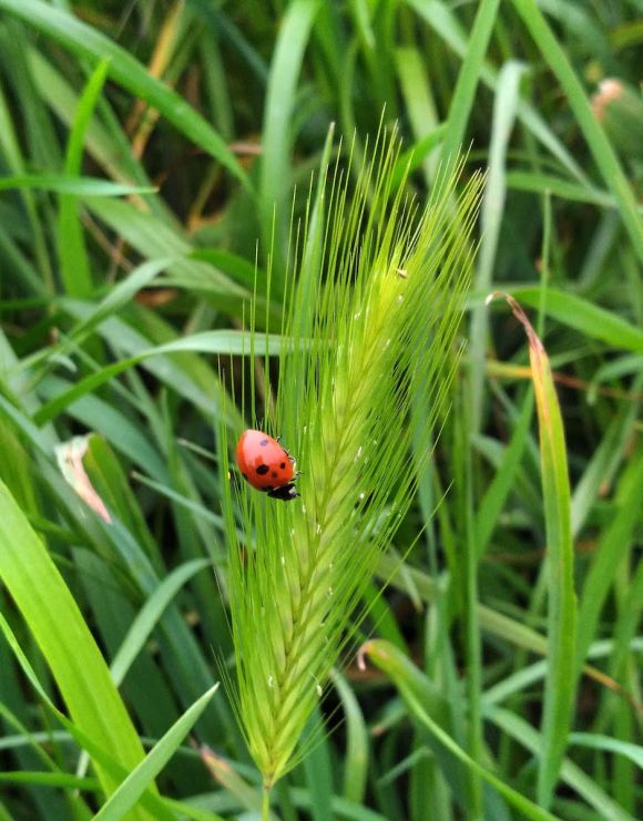 wp433 03 PC ladybug on grass 20230516 1200