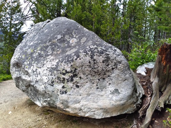 wp440 10 TL boulder by stump 20230620 1200
