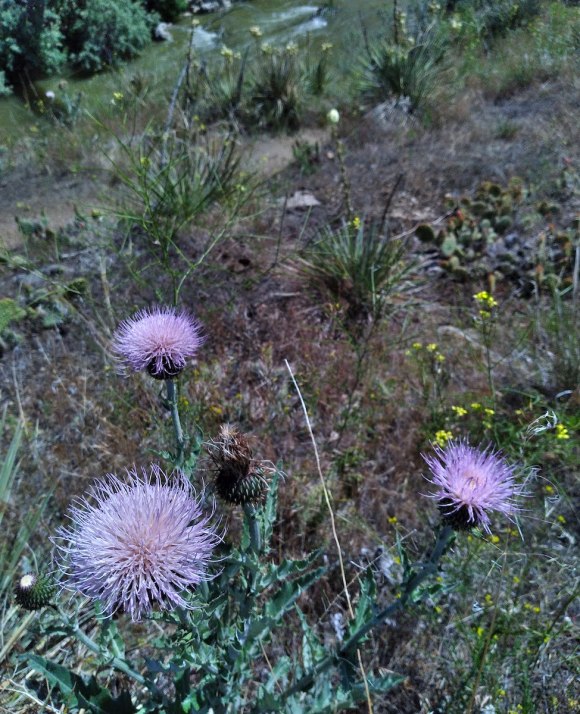 wp444 12 TH thistle by river 20230621 1200