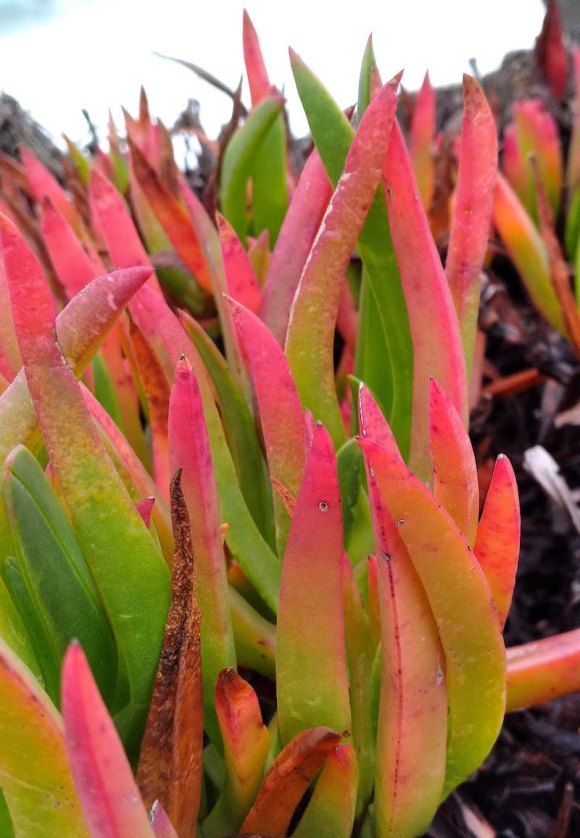 wp465 07 red tip ice plant 20240124 800